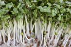 Broccoli DiCiccio Organic Sprout