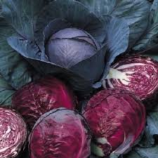 Cabbage Red Acre