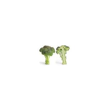 Organic Broccoli Calabrese