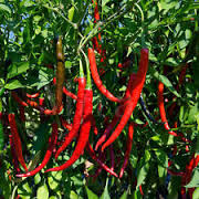 Pepper Cayenne Long Slim