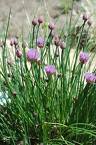 Chives, Regular