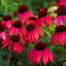 Red Coneflower