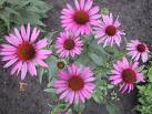 Purple Coneflower