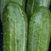 Cucumber Marketmore 76
