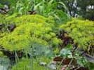 Dill Bouquet