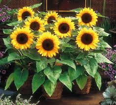 Sunflower Dwarf Sunspot