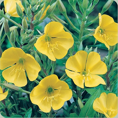 Evening Primrose