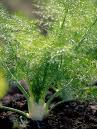 Fennel Florence