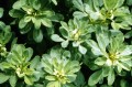 Fenugreek