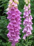 Foxglove