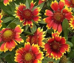 Gaillardia Perennial Aristata