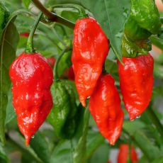 Pepper Ghost Bhut Jolokia