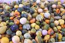 Gourd Fun Mix