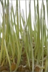 Hard Red Winter Wheat Sprouts Organic