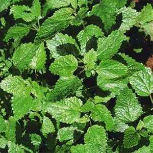 Lemon Balm