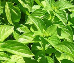 Basil Lemon