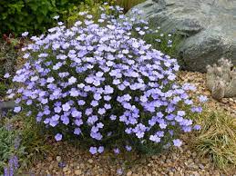 Linum Blue Flax