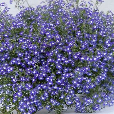 Lobelia Sapphire