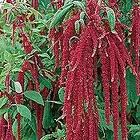 Amaranthus Caudatus