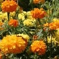 Marigold Cracker Jack