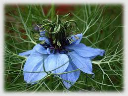 Nigella Love-In-A-Mist