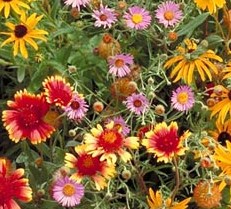 Perennial Wildflower Mix