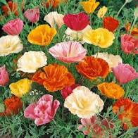 Poppy Mission Bells