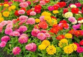 Zinnia Pumila Mix