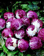 Radicchio Pella Rosa