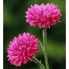 Red Cornflower