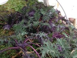 Kale Red Russian