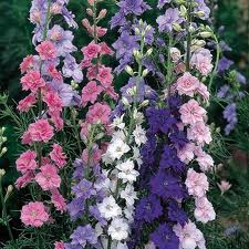 Rocket Larkspur