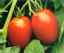 Tomato Roma