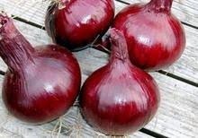 Onion Ruby Red Long Day