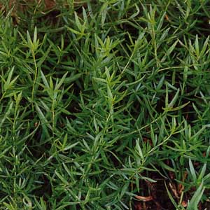 Tarragon - Russian