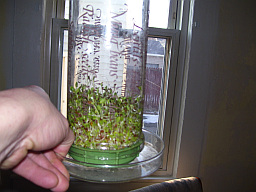 Ultimate Sprouting Seeds Kit