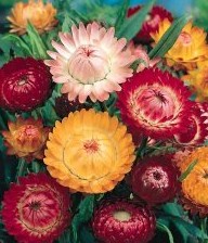 Strawflower Mix