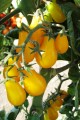 Tomato Yellow Plum