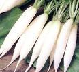 Radish White Icicle