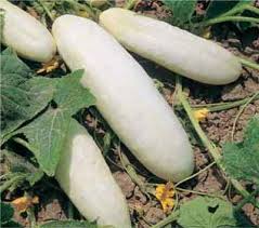 Cucumber White Wonder