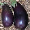 Eggplant Black Beauty