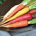 Carrot Rainbow Blend