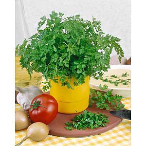 Chervil