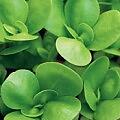 Purslane Green