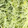 Alfalfa Sprouting Organic