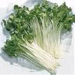 Radish Organic Daikon Sprout