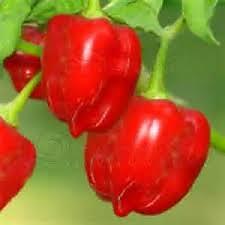 Pepper Habanero Caribbean Red