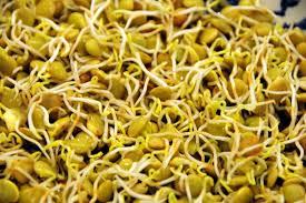 Lentil Sprouts Green Organic