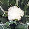 Cauliflower Self Blanch