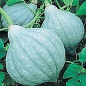 Squash Blue Hubbard